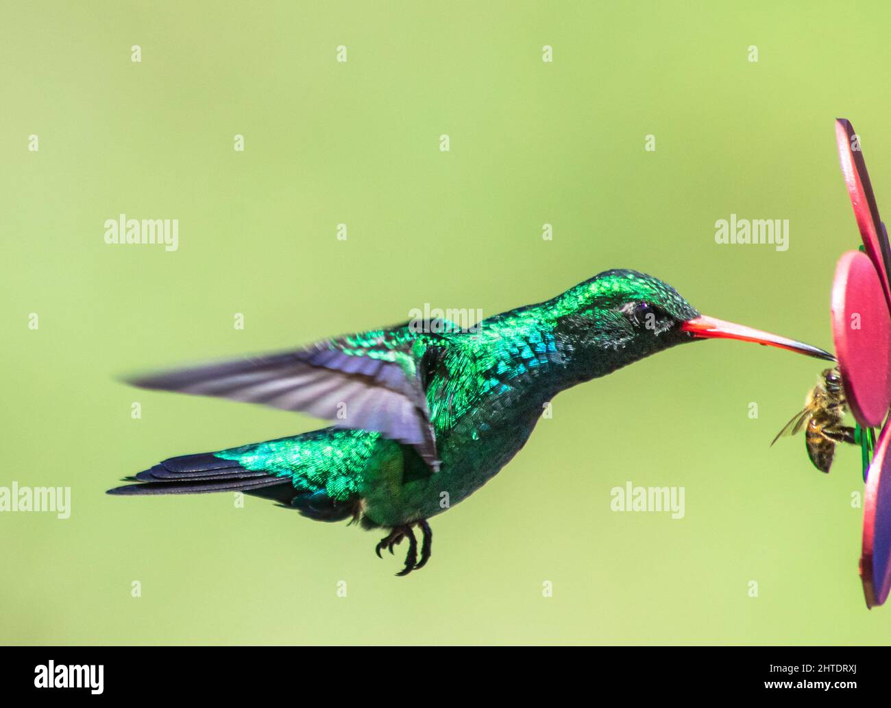 Hummingbird and a honeybee sucking nectar from a fake flower, Glittering-bellied Emerald Stock Photo