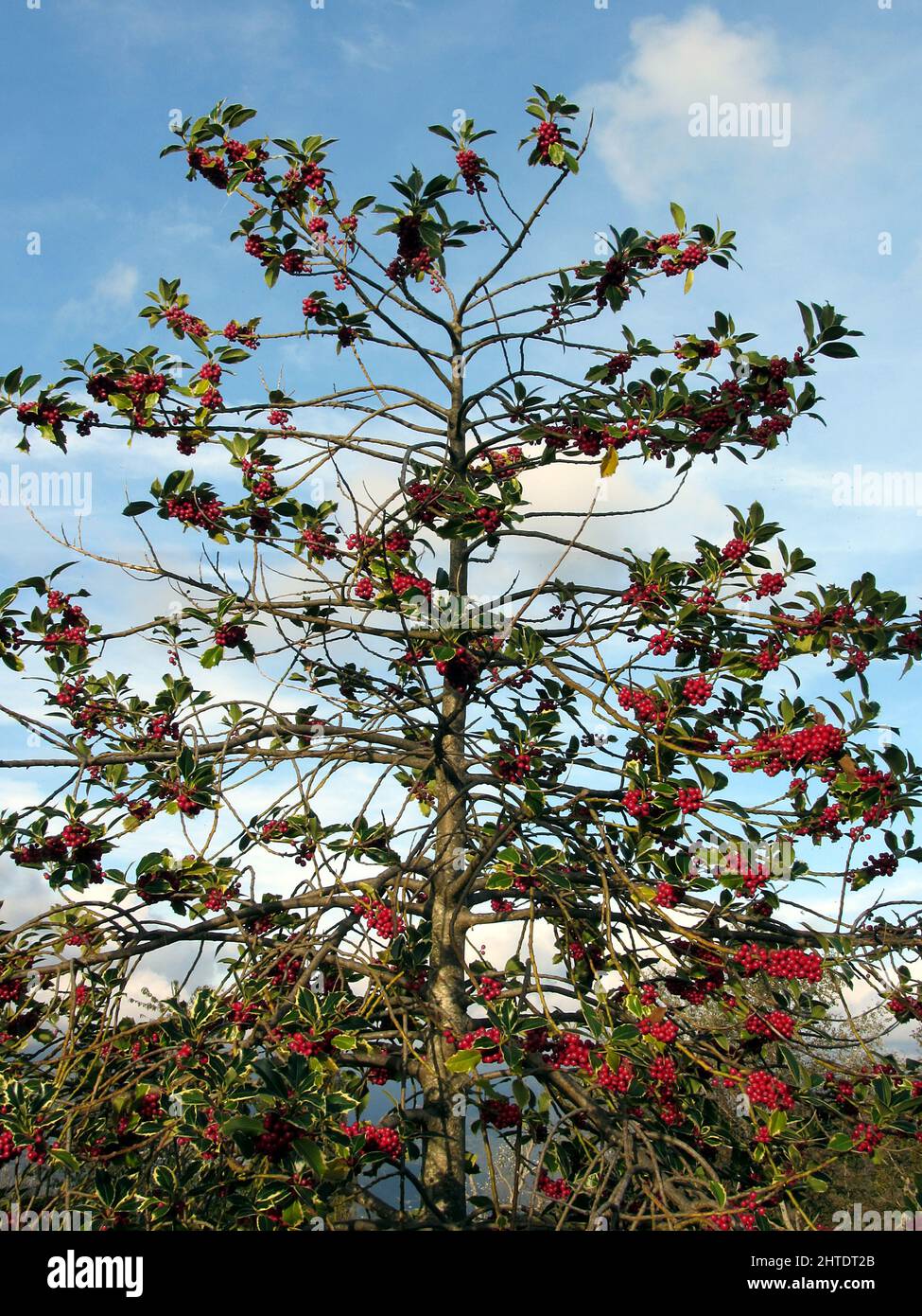 Holly tree with red berries Stock Photo - Alamy