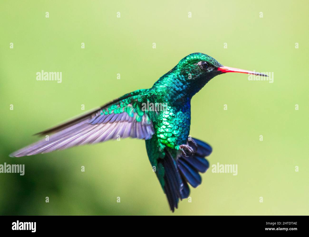 Shallow focus of a Glittering-bellied Emerald flying with blurred green background Stock Photo
