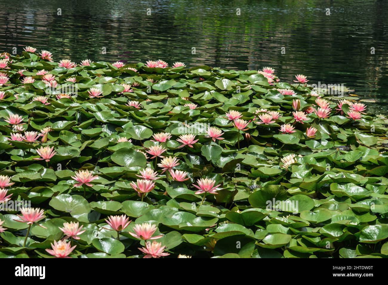 Beautiful view of water lilies and lily pads floating on water surface