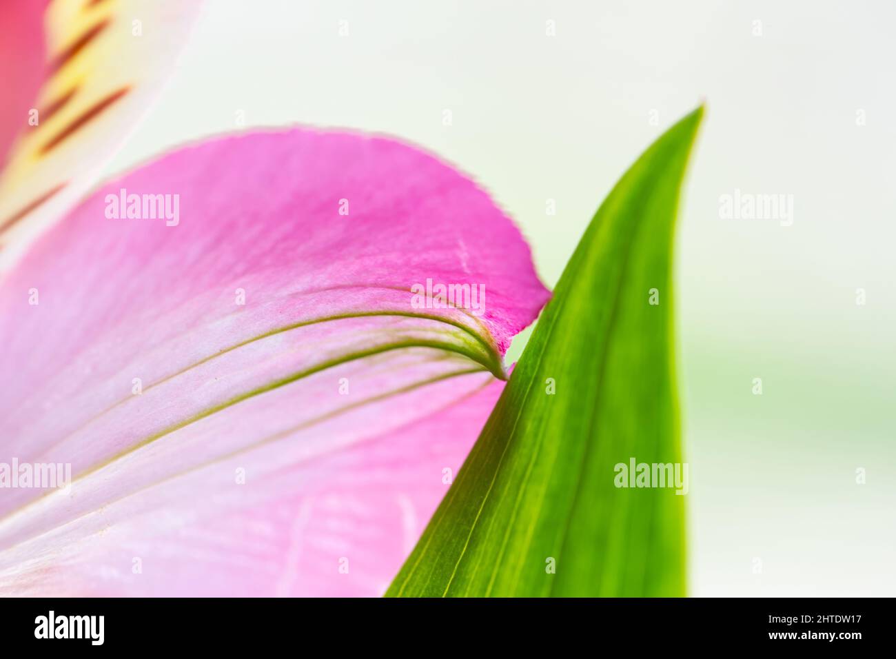 Abstract flower background with petal and leaf of pink Lily of Incas or Alstroemeria. Selective focus. Spring or beauty concept. Stock Photo