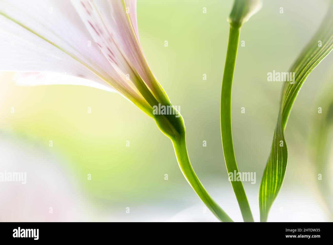 Close-up of lily of Incas with selective focus. Alstroemeria flower. Abstract green blurred background. Copy space for text. Spring or beauty concept. Stock Photo