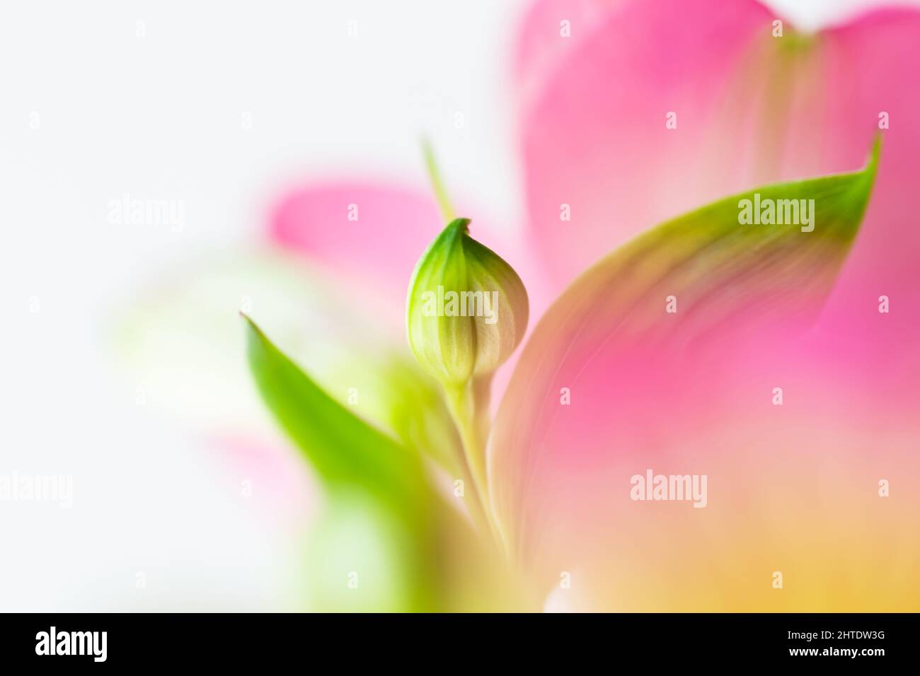 Abstract flower blurred defocused background with pink Lily of Incas or Alstroemeria. Selective focus. Copy space for text. Spring or beauty concept. Stock Photo