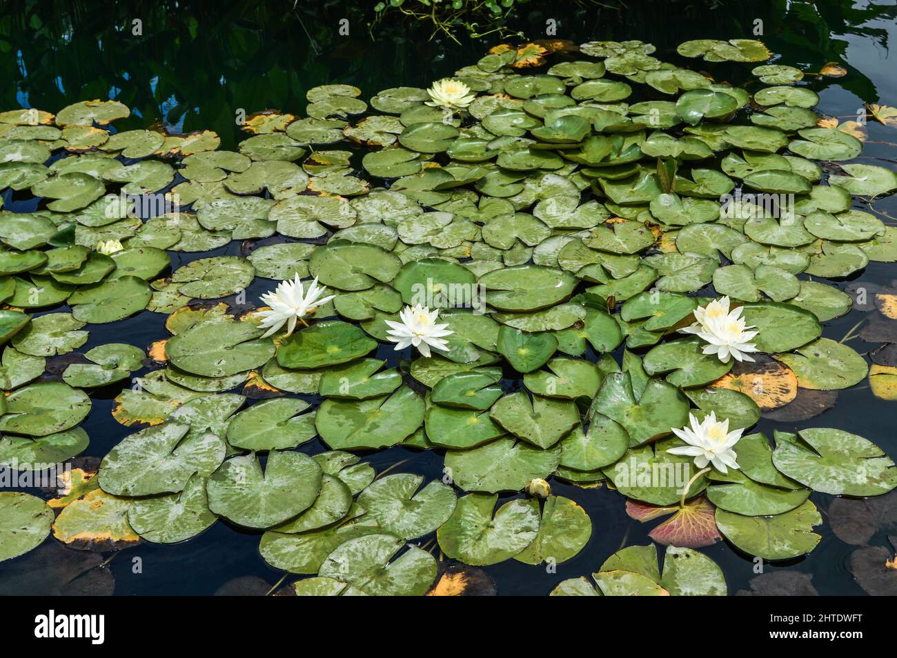 Beautiful view of water lilies and lily pads floating on water surface