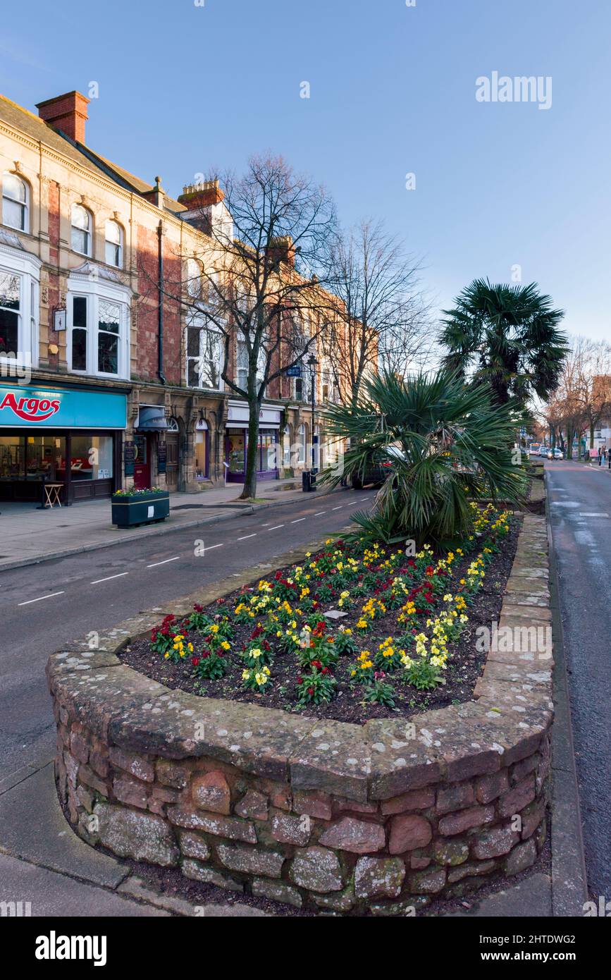 Winter flowers in a raised flowerbed in the centre of The Parade in Minehead, Somerset, England. Stock Photo