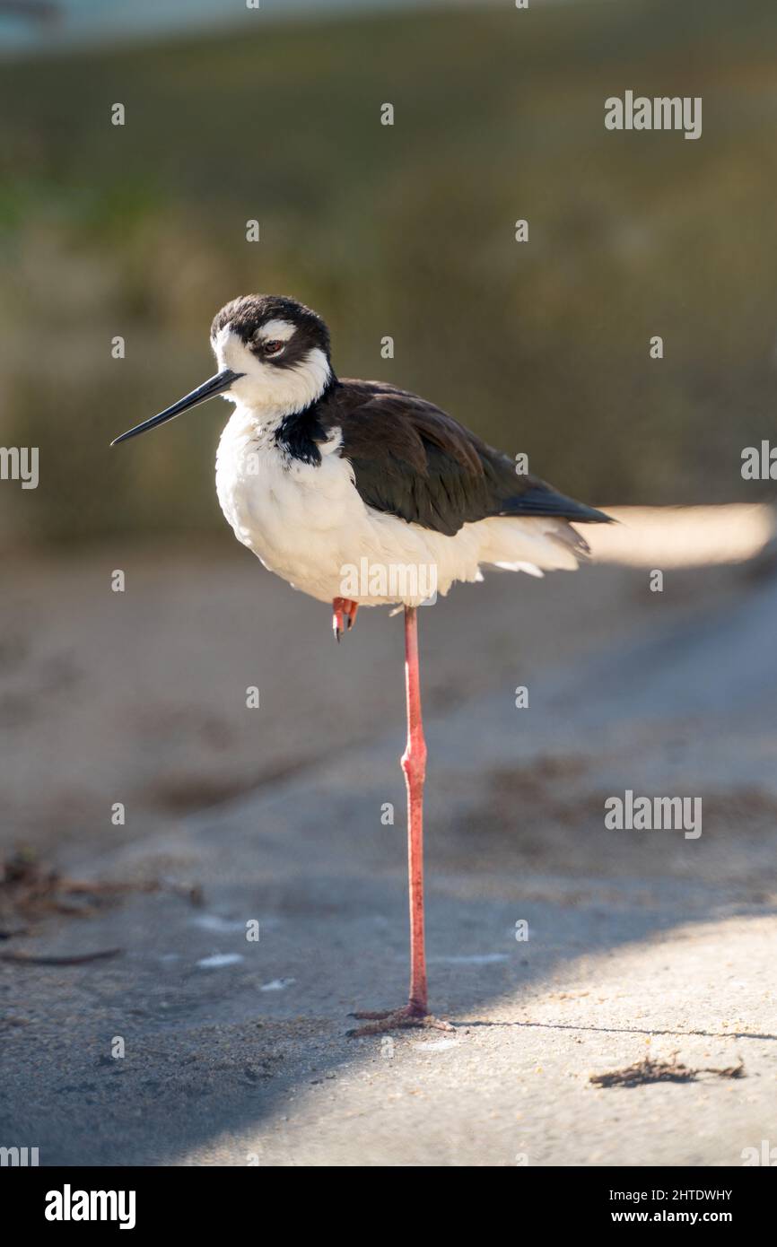 Stilt standing with one leg on the ground Stock Photo Alamy