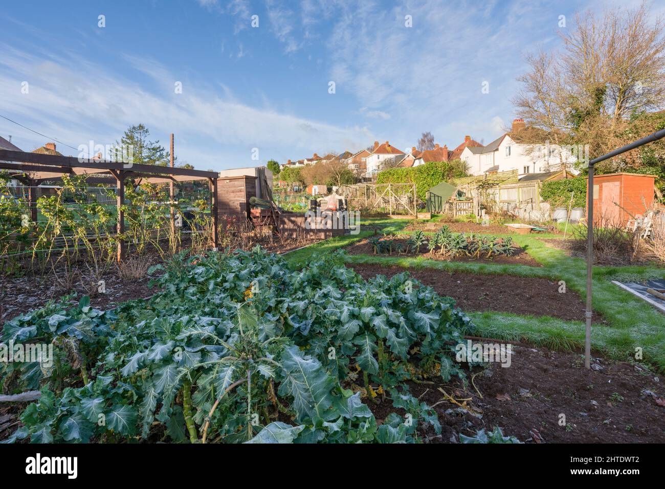The allotments at Minehead on a sunny winter’s morning, Somerset, England. Stock Photo