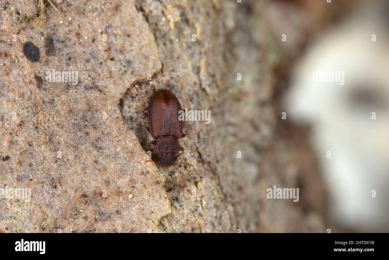 Minute brown scavenger beetle, Enicmus testaceus on aspen bark Stock Photo