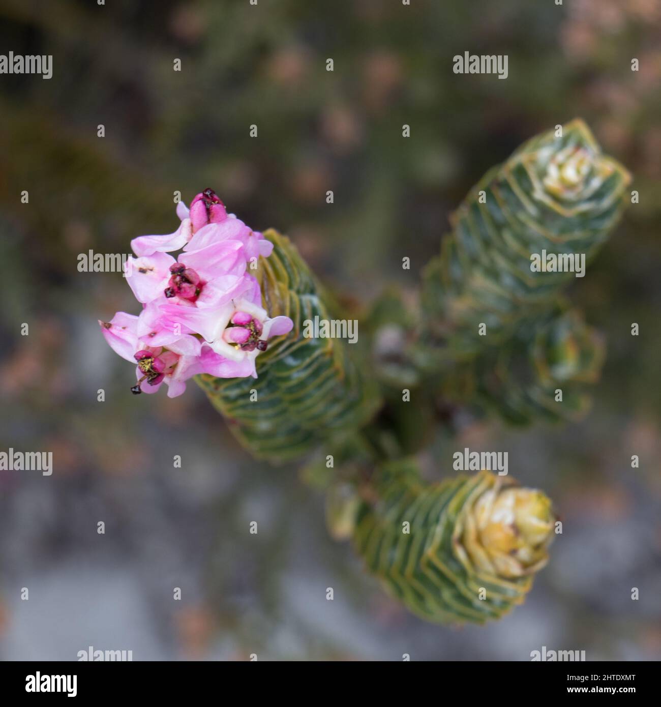 Succulant plant with flowers in Kogelberg Nature reserve, South Africa Stock Photo