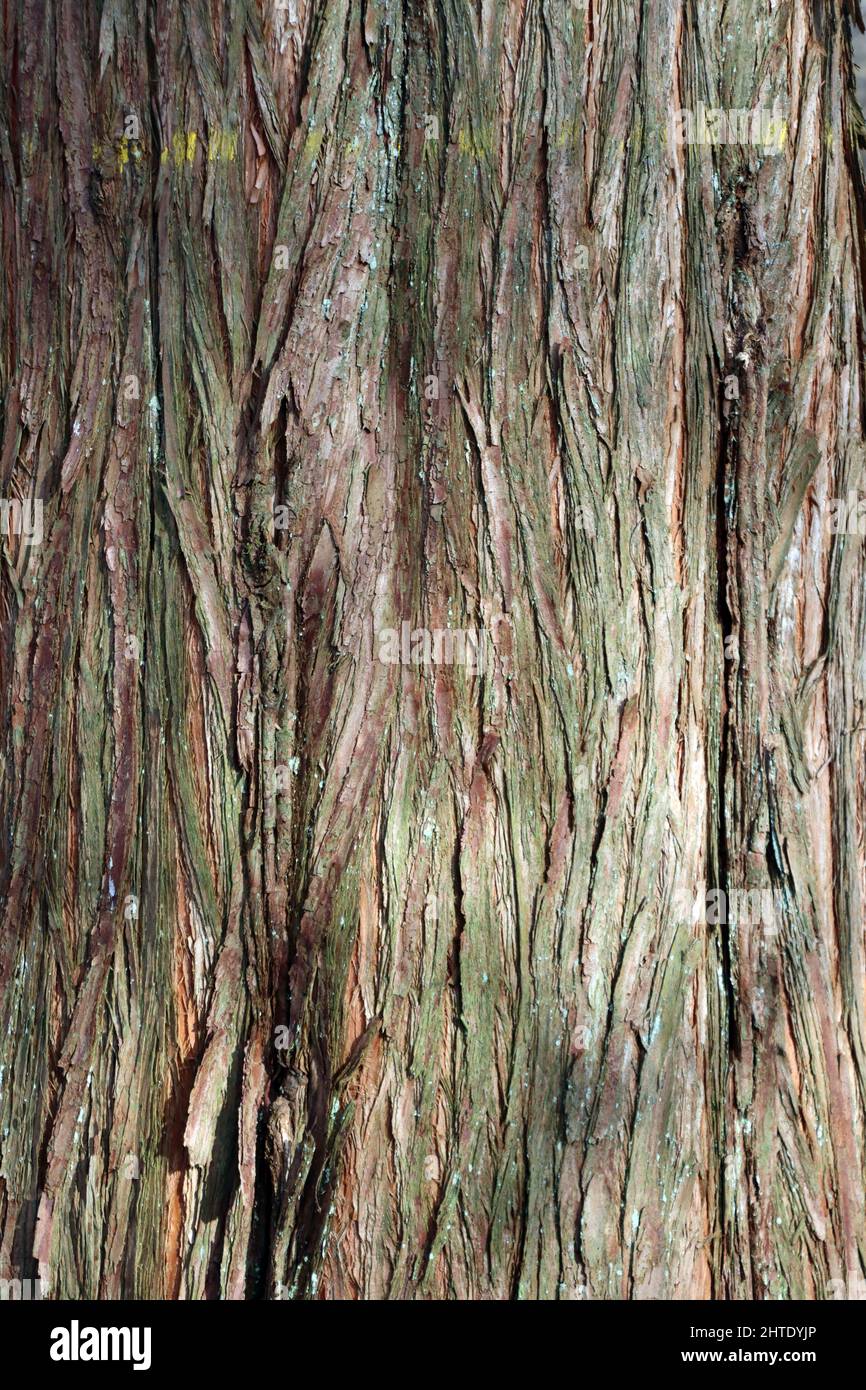 Borke des Urweltmammutbaum (Metasequoia glyptostroboides) im Naturpark Kottnforst-Ville, Nordrhein-Westfalen, Deutschland, Brühl Stock Photo