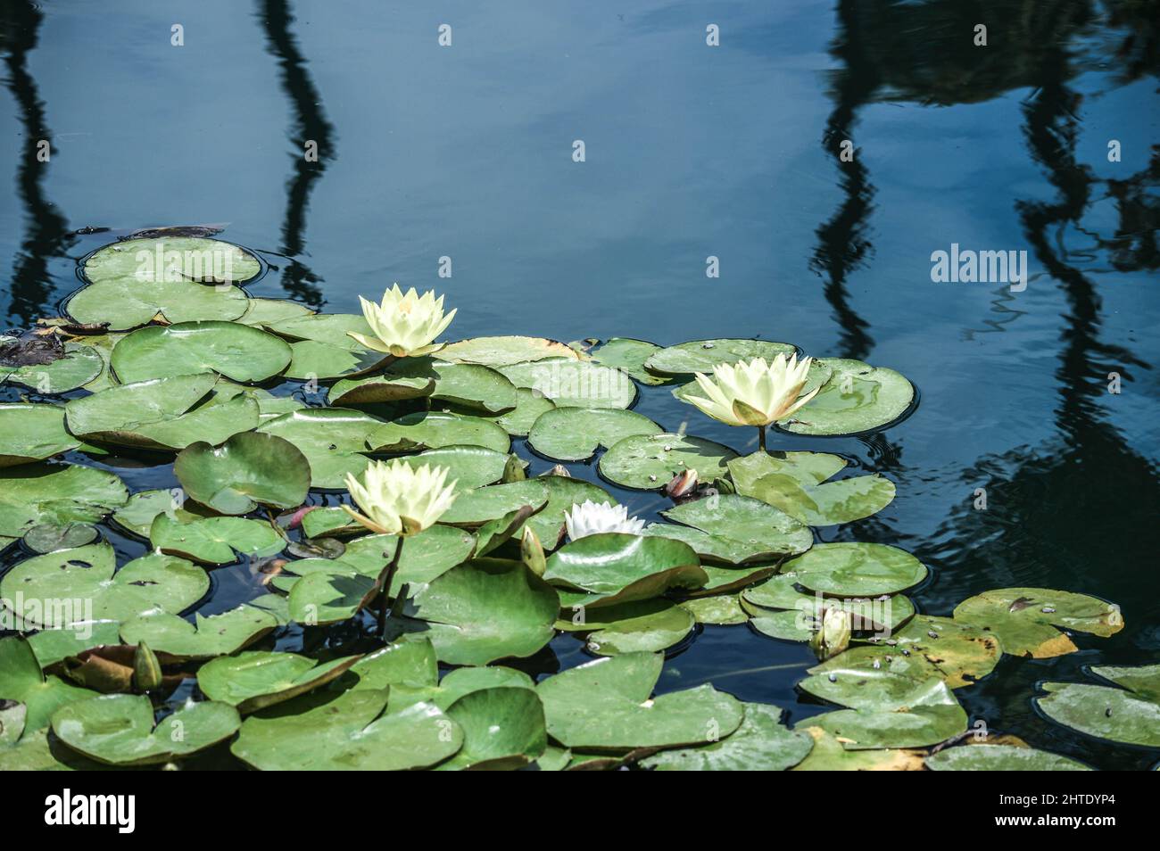 Beautiful view of water lilies and lily pads floating on water surface