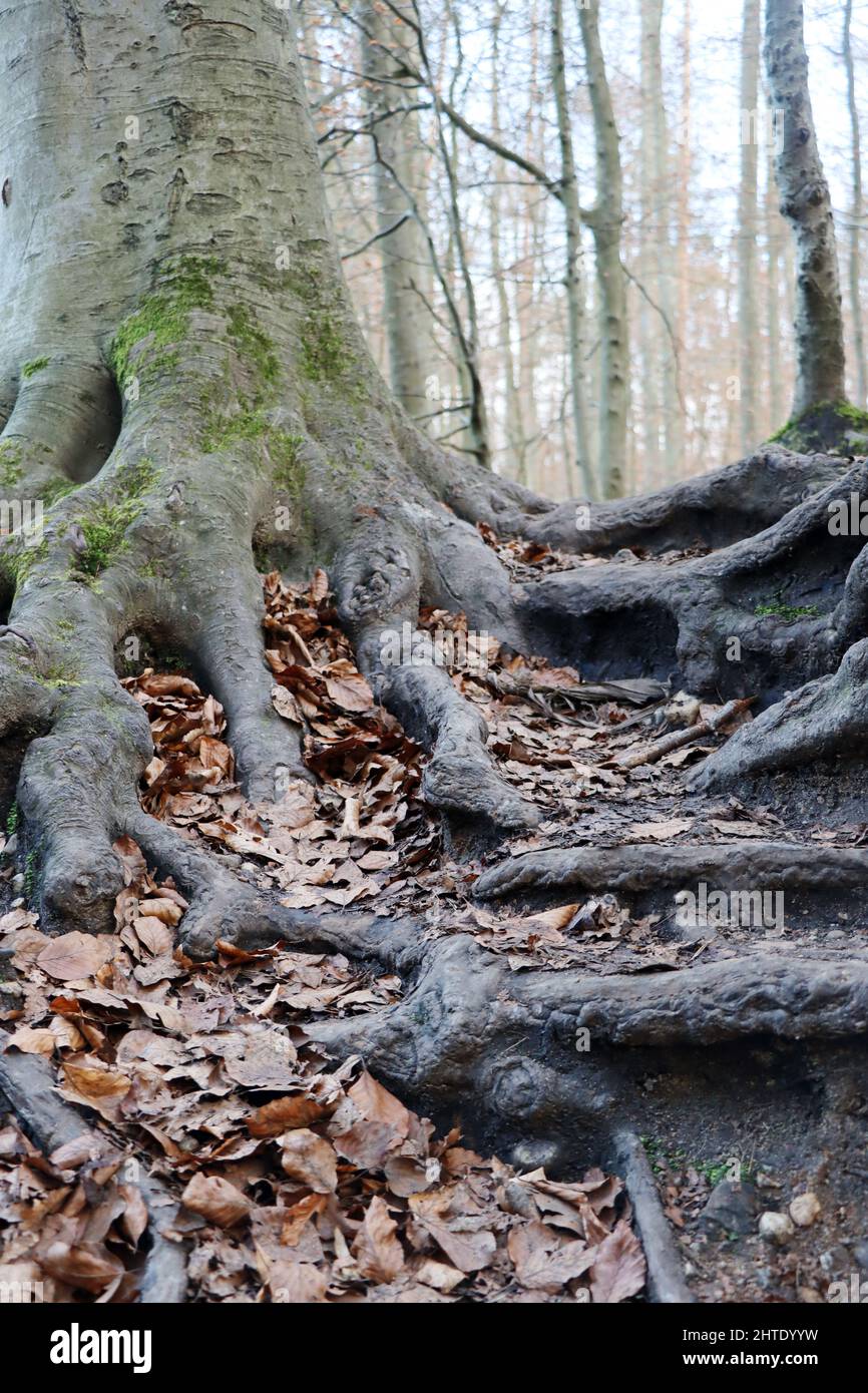 Buchen-Mischwald im Winter im Naturpark Kottenforst-Ville, Nordrhein-Westfalen, Deutschland, Brühl Stock Photo