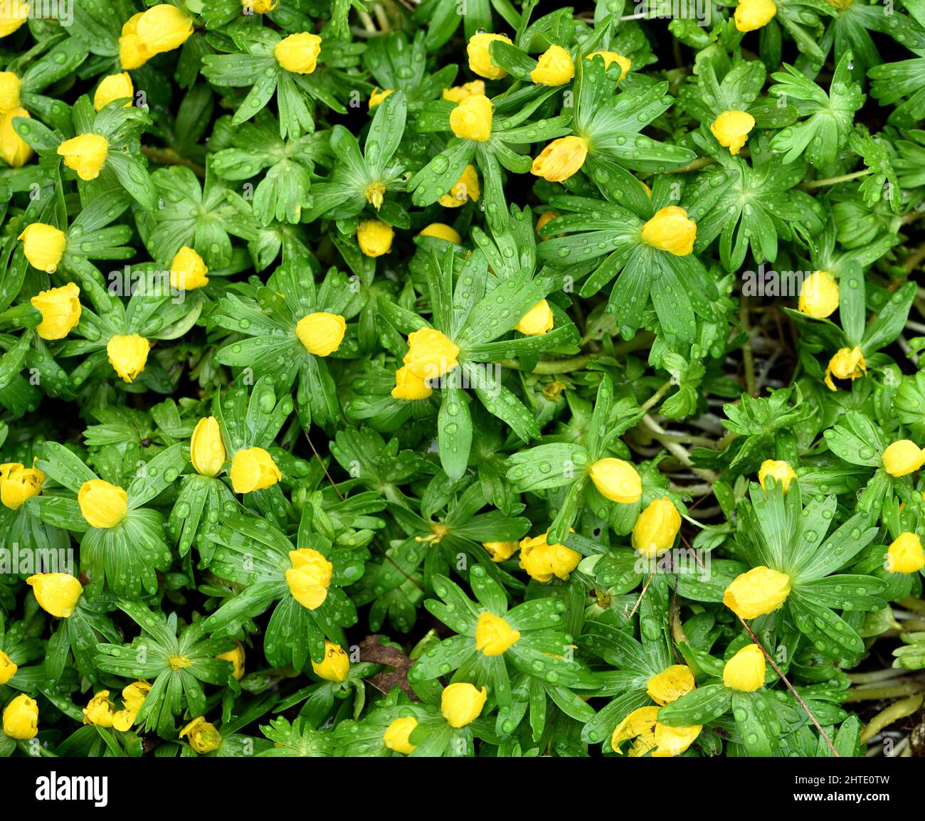 A cluster of Winter Aconite after a shower. Stock Photo