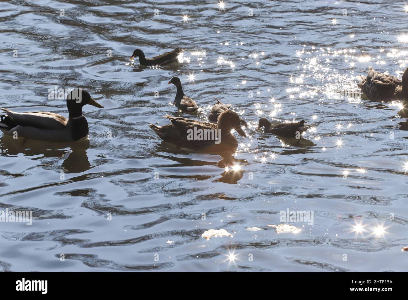 Water birds Mallard ducks and Moorhen (Gallinula) in a lake of contrasting light and sun flares Stock Photo