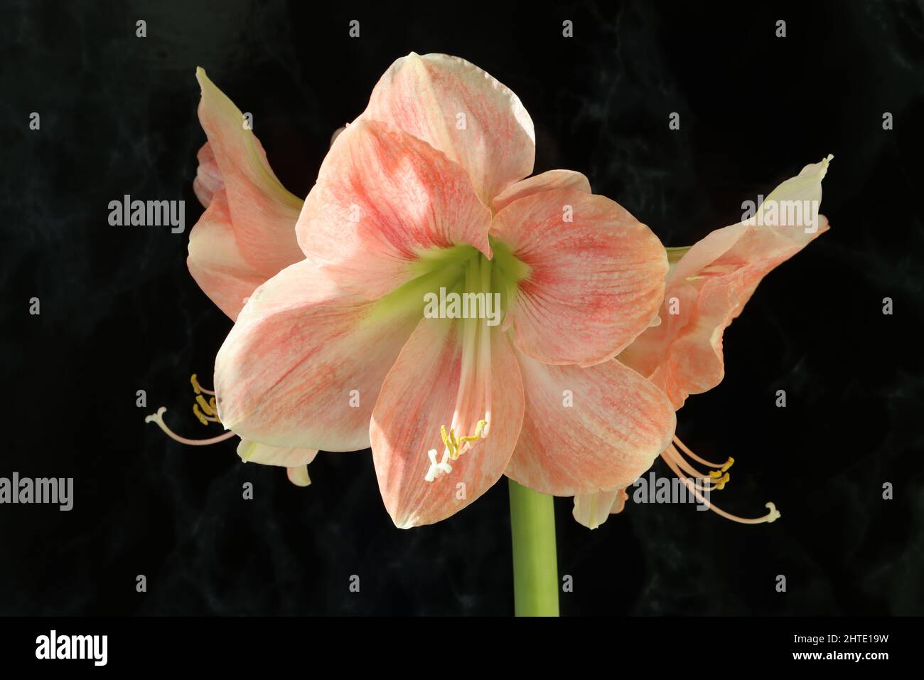 close-up of a beautiful salmon pink hippeastrum flower against a dark background Stock Photo
