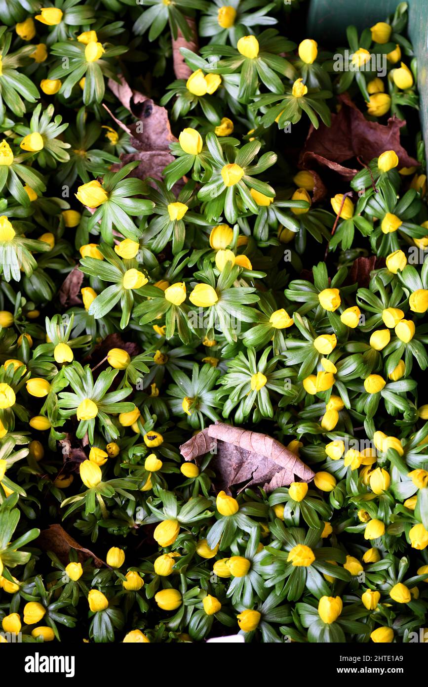 A cluster of Winter Aconite. Stock Photo