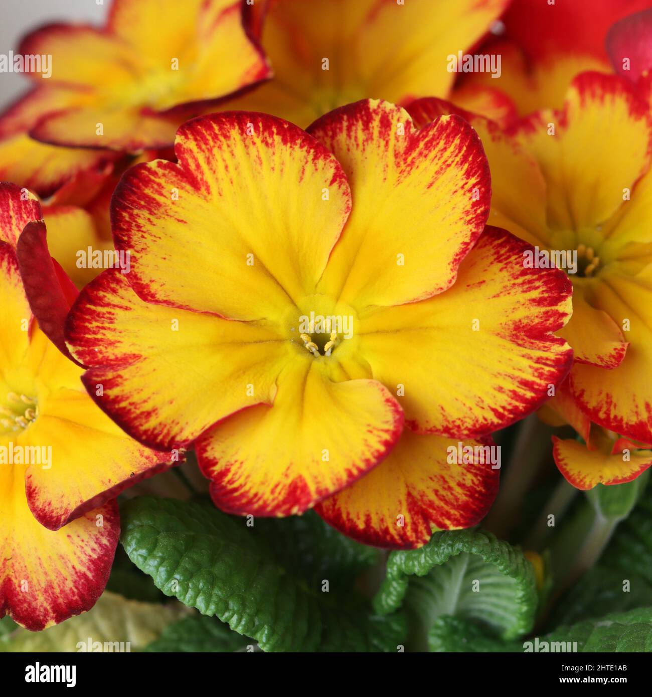 close-up of a beautiful yellow-red primula vulgaris Stock Photo