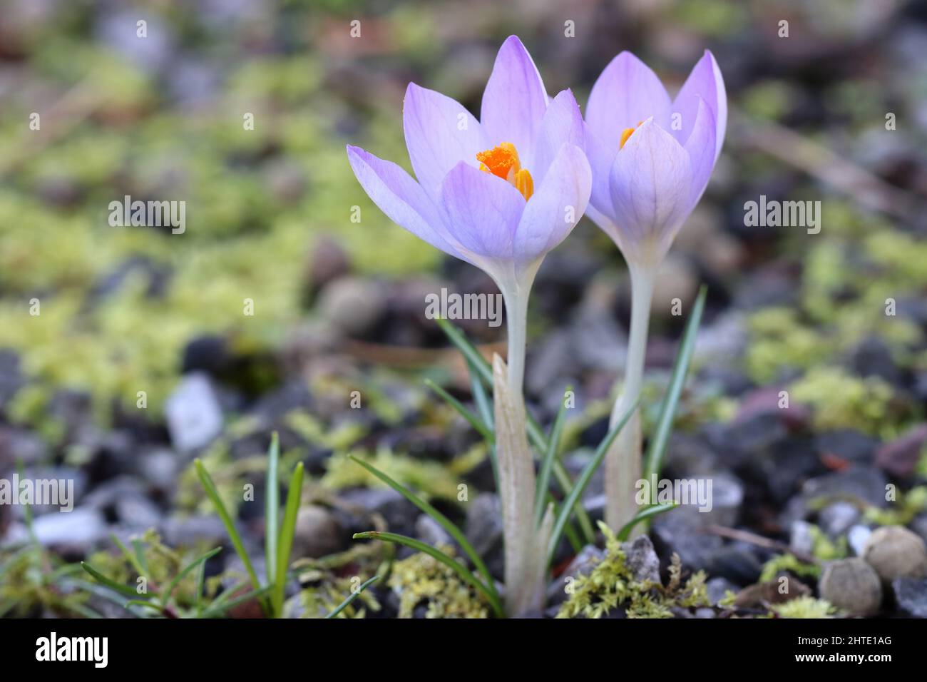 close-up of two pretty light blue crocus flowers, blurry background, copy space Stock Photo