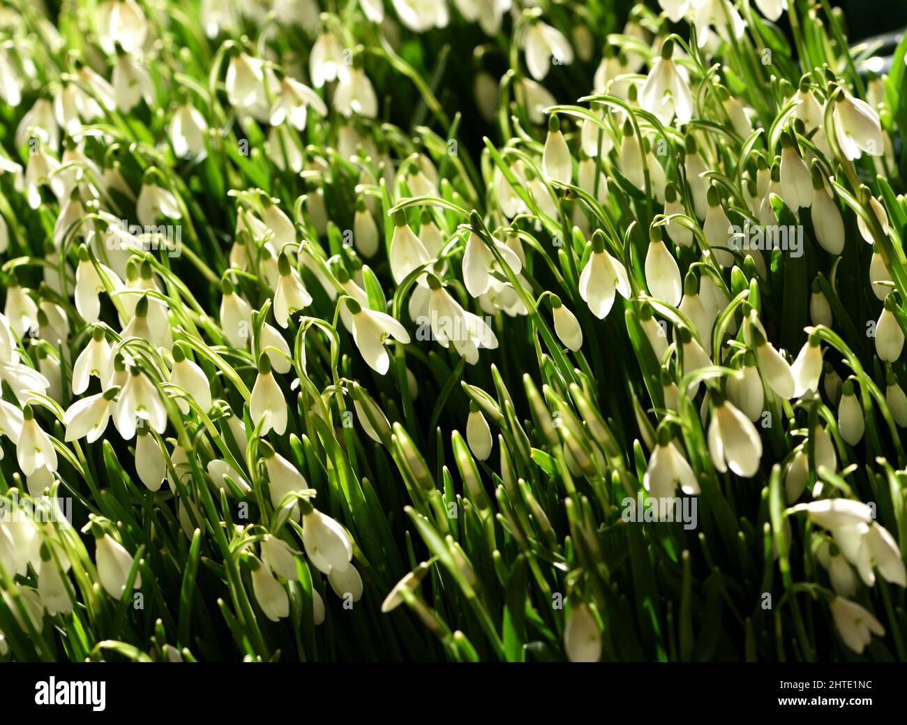 A cluster of snowdrops, lit from above. Stock Photo