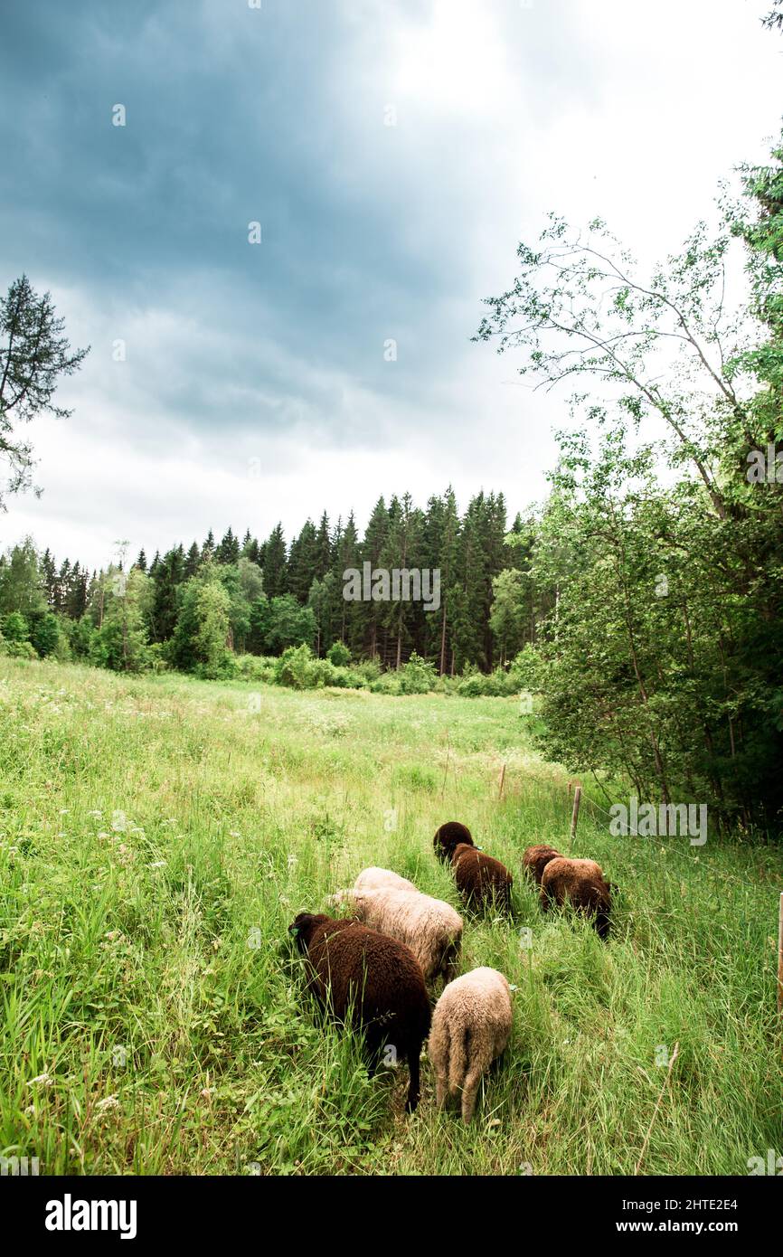 Vertical shot of the sheep grazing on a cloudy day Stock Photo - Alamy