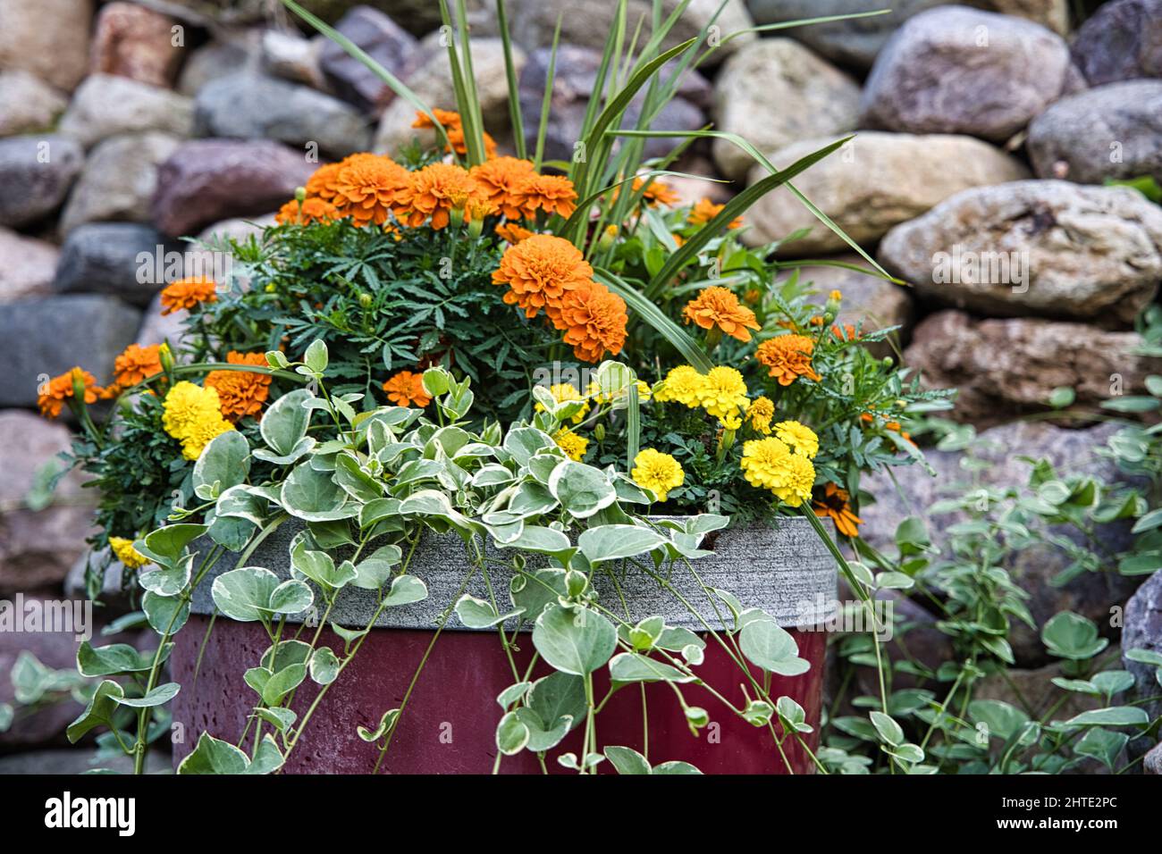 Selective focus shot of different types of flowers in the same pot