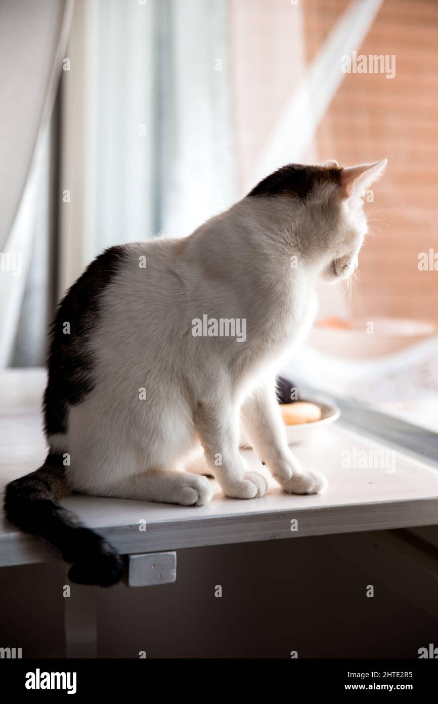 Vertical of a cat sitting on a windowsill and looking out of the window ...