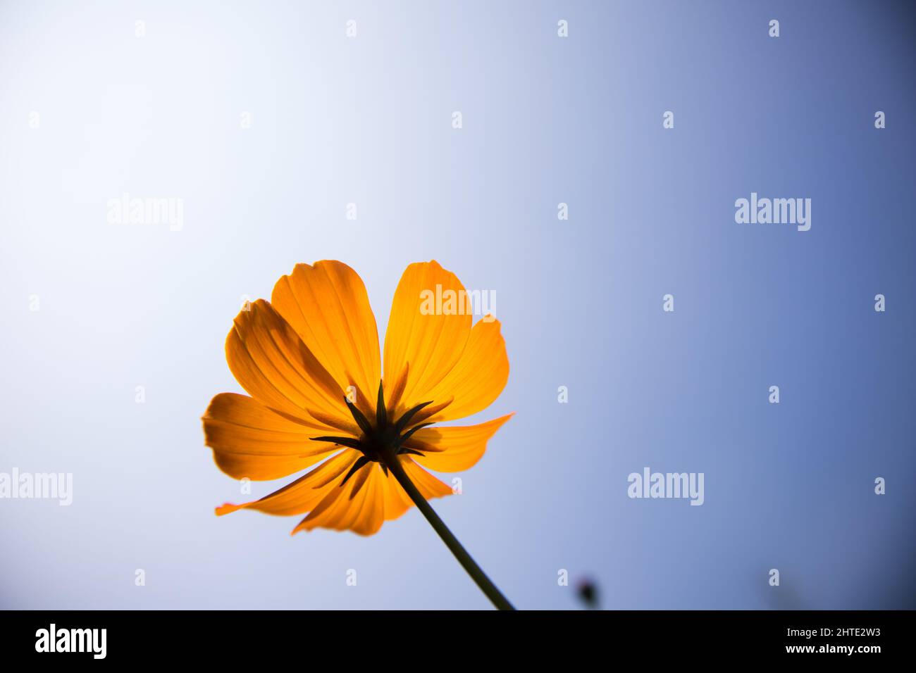 Blue cosmos isolated flower hi-res stock photography and images - Alamy