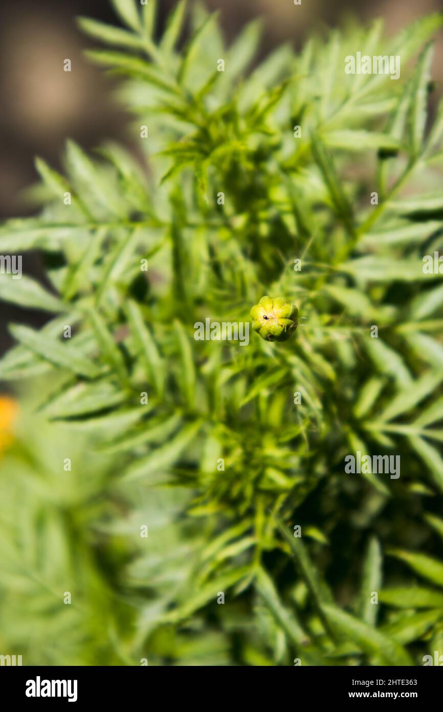 A marigold early bud in a plant(1 of 7) Stock Photo