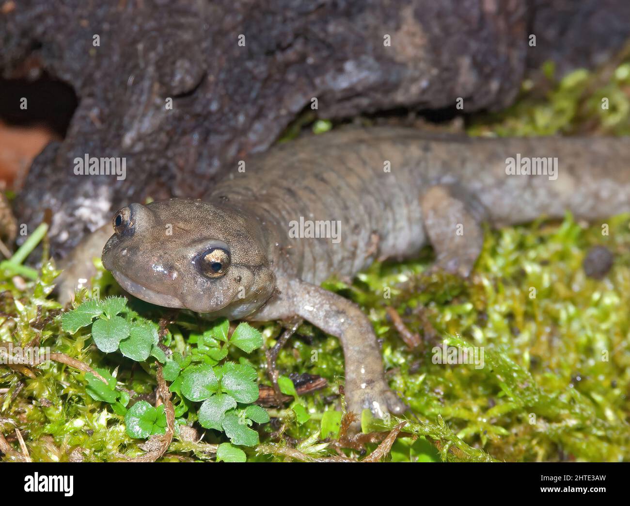 Closeup on an adult critically endangered, Semirechensk salamander, Ranodon sibericus Stock Photo