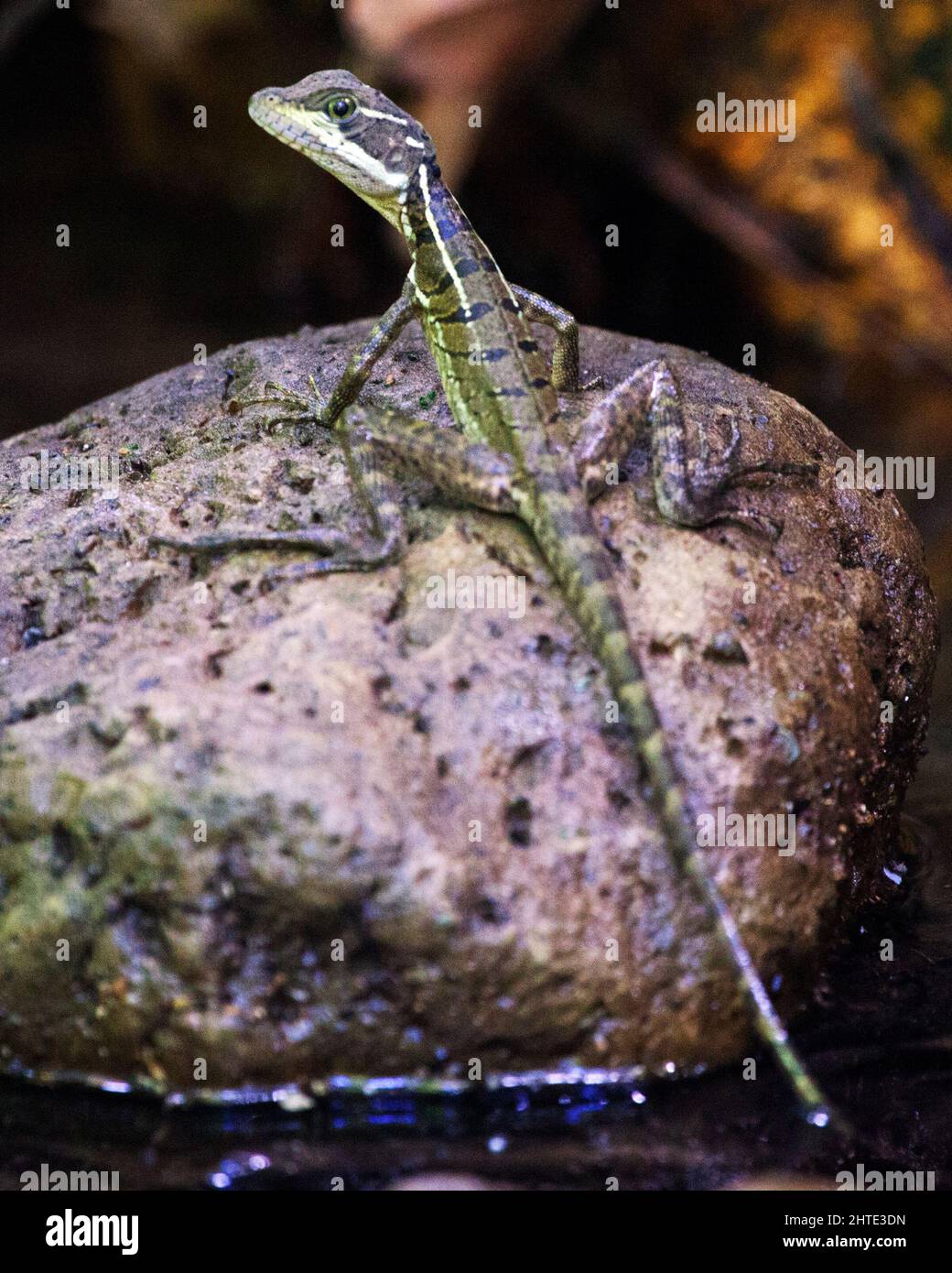 Close-up portrait of a wild lizard basking in the sun on rocks inside the Corcovado National Park, Costa Rica. Stock Photo