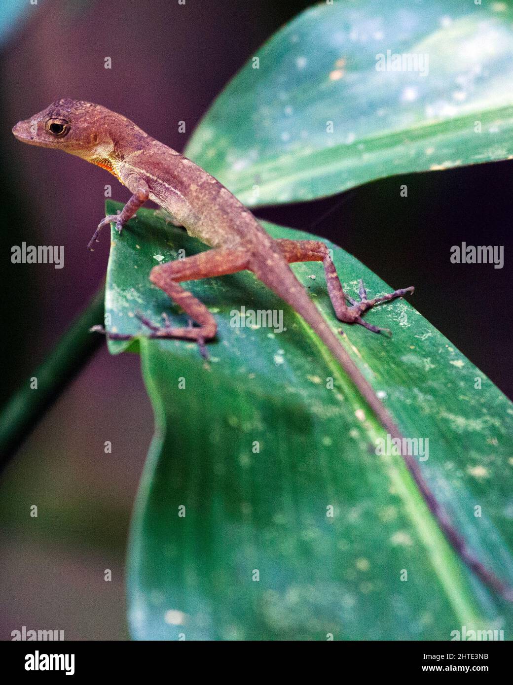 Close-up macro portrait of a wild lizard basking in the sun on leaf inside the Corcovado National Park, Costa Rica. Stock Photo