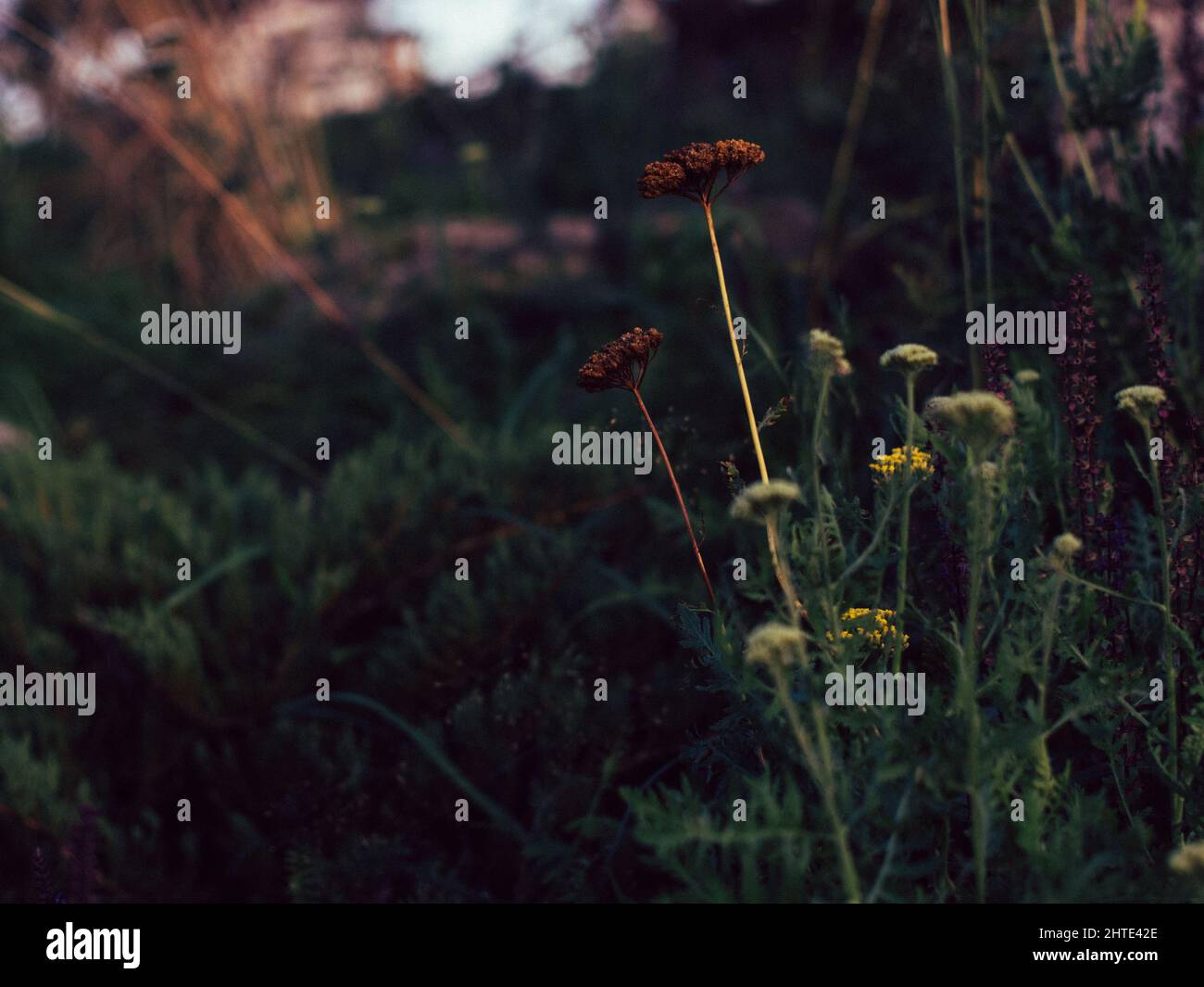 Digital flora hi-res stock photography and images - Alamy