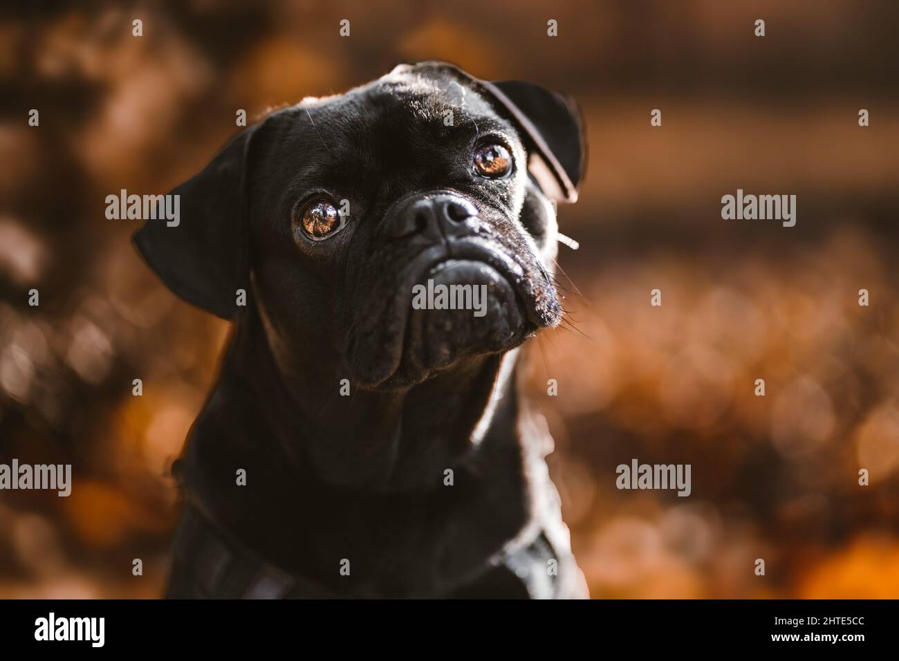 Portrait of a cute black domestic pug in a leash jacket posing in ...