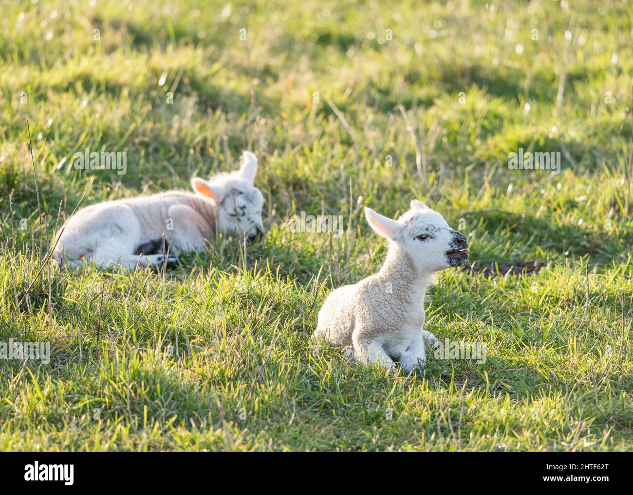 Pair of early, newborn lambs lying down in sunshine, bleating. UK sheep farming during the springtime lambing season. Stock Photo