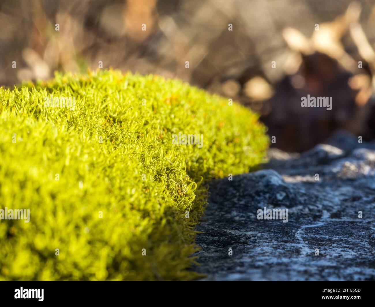 Moss Formations On Rocks Closeup of green moss on rock formations Stock Photo - Alamy