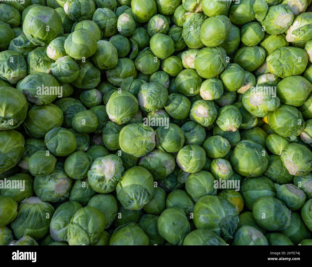 Brussels sprout, is a member of the Gemmifera cultivar, group of