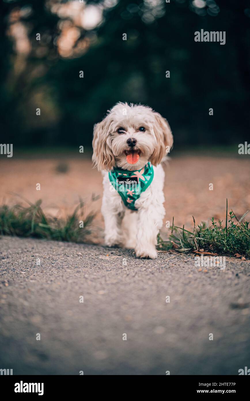 Vertical shot of a beautiful white Havanese dog in a harness walking in