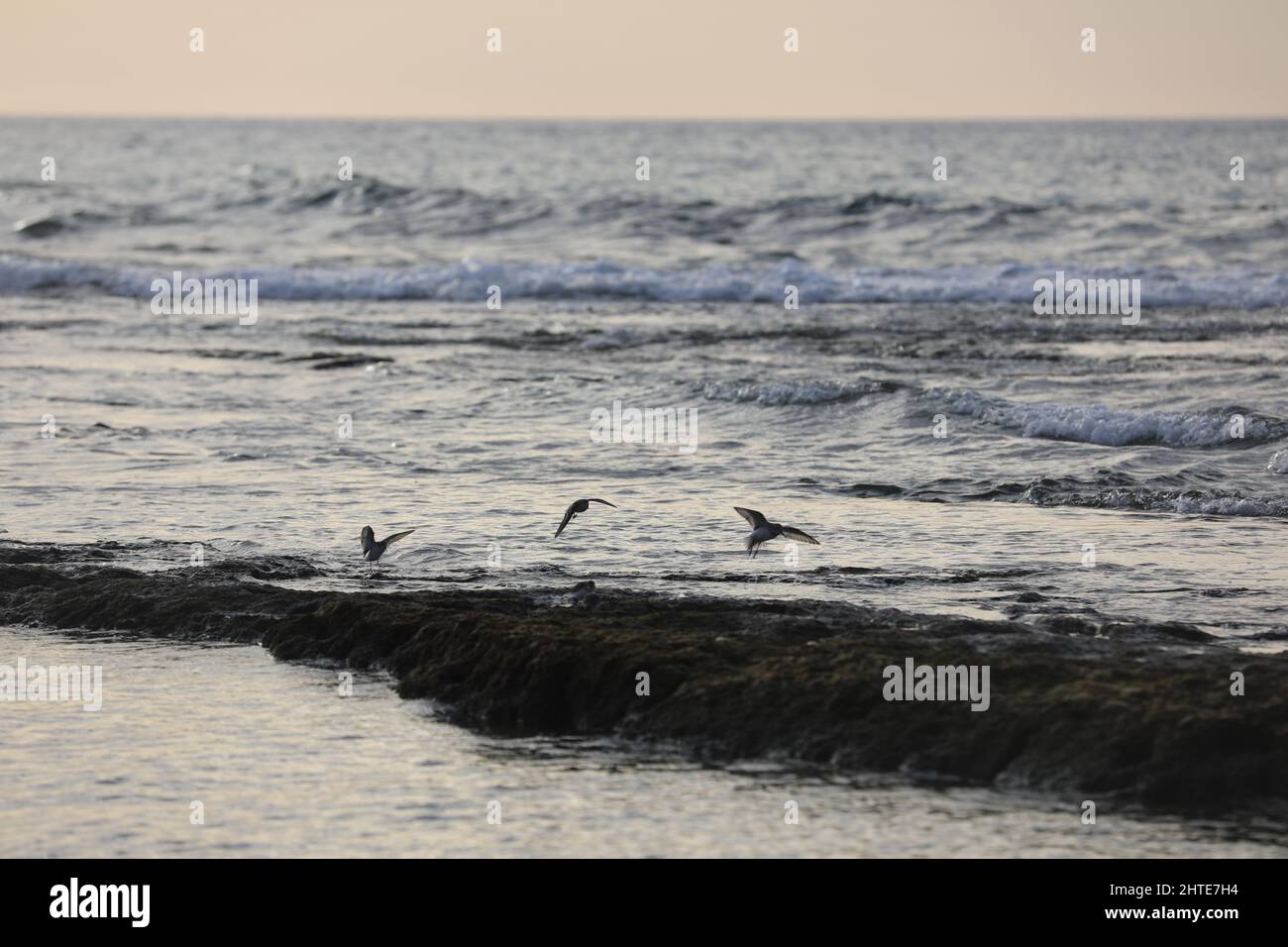 Sea landscape. Surfline with waves and foam at sunset time. Nature background Stock Photo