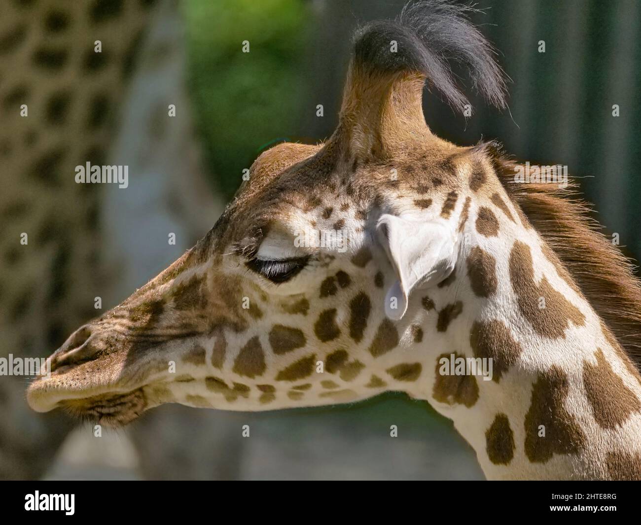 A headshot of a cute giraffe in the blurred background Stock Photo