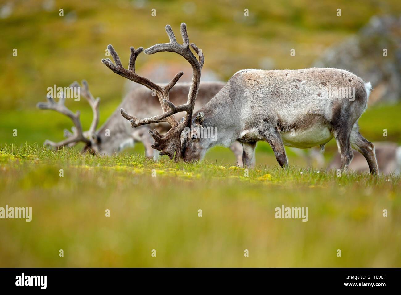 Wild animal from Norway. Reindeer, Rangifer tarandus, with massive ...