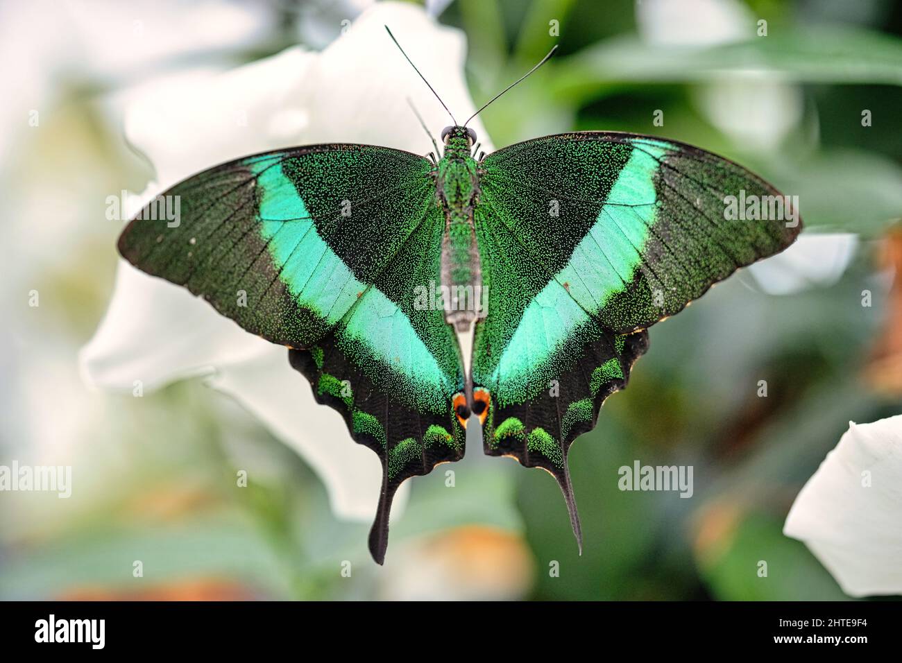 Closeup of an emerald swallowtail in the blurred background Stock Photo