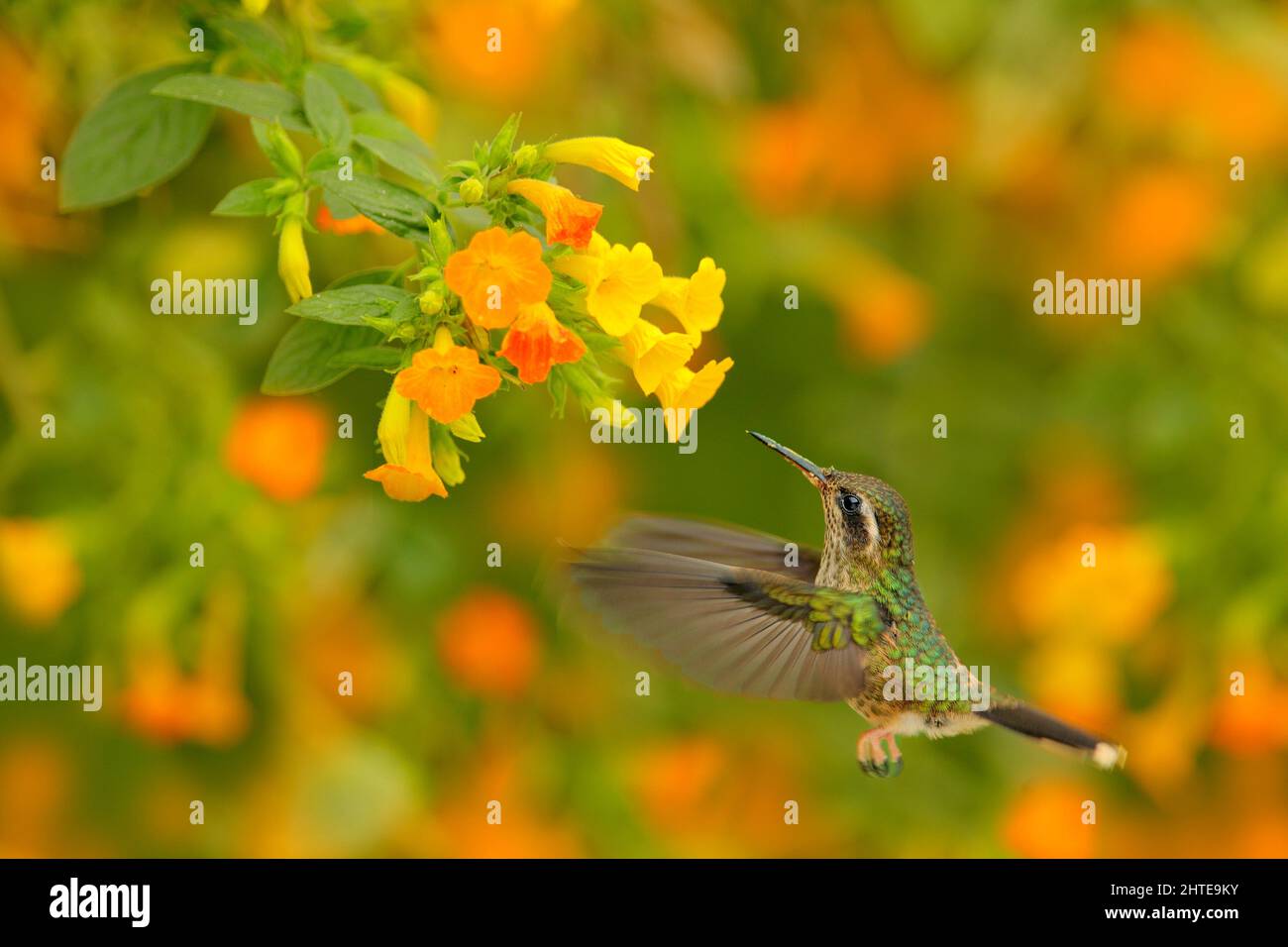 Hummingbird drinking nectar from pink flower. Feeding scene with