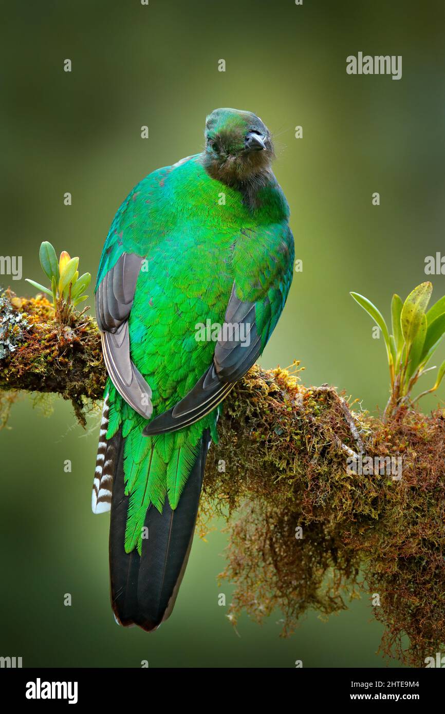 Mexico wildlife. Magnificent sacred mistic green and red bird. Resplendent Quetzal in jungle habitat. Quetzal, Pharomachrus mocinno, from  nature Cost Stock Photo