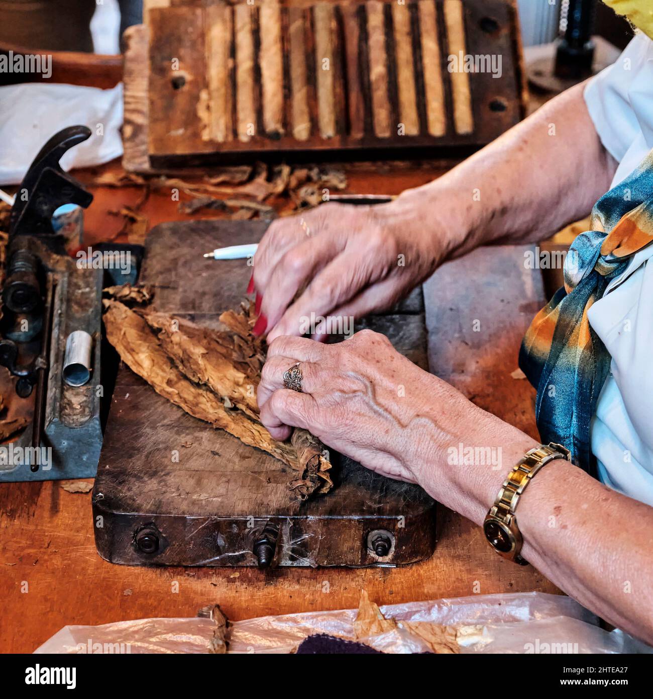 Hands of older woman rolling Cuban cigar from tobacco leaves. Stock Photo