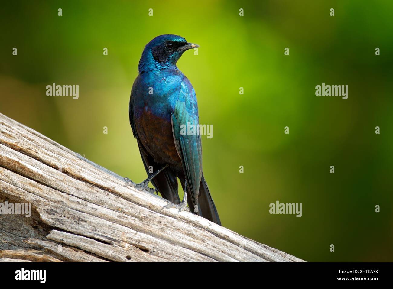 Glossy blue starling from the Botswana. Meves's Long-tailed Starling, Lamprotornis mevesii, sitting on the stone in the nature habitat. Stock Photo