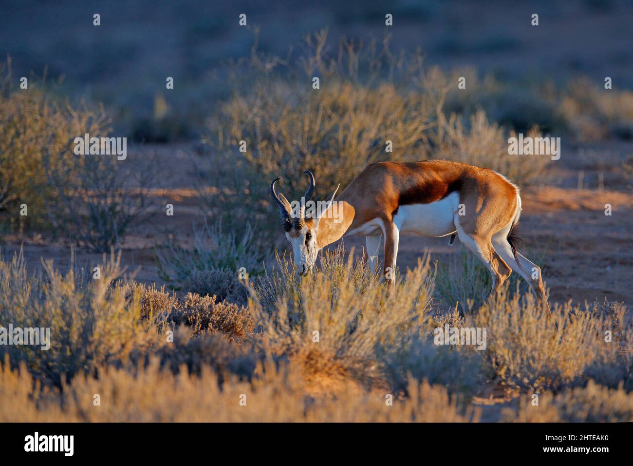 Springbok antelope, Antidorcas marsupialis, in the African dry habitat ...
