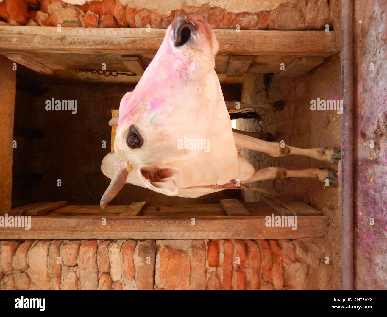 Vertical of a white cow covered with colors during the Holi Hindu festival in Lord Krishna Temple Stock Photo