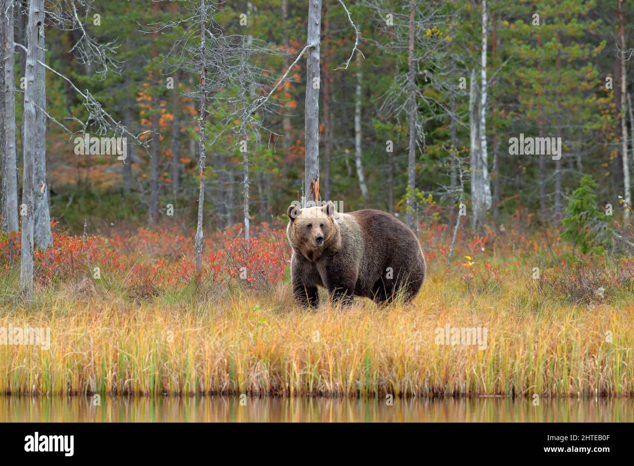 Bear hidden in yellow forest. Autumn trees with bear. Beautiful brown bear walking around lake, fall colours. Big danger animal in habitat. Wildlife s Stock Photo