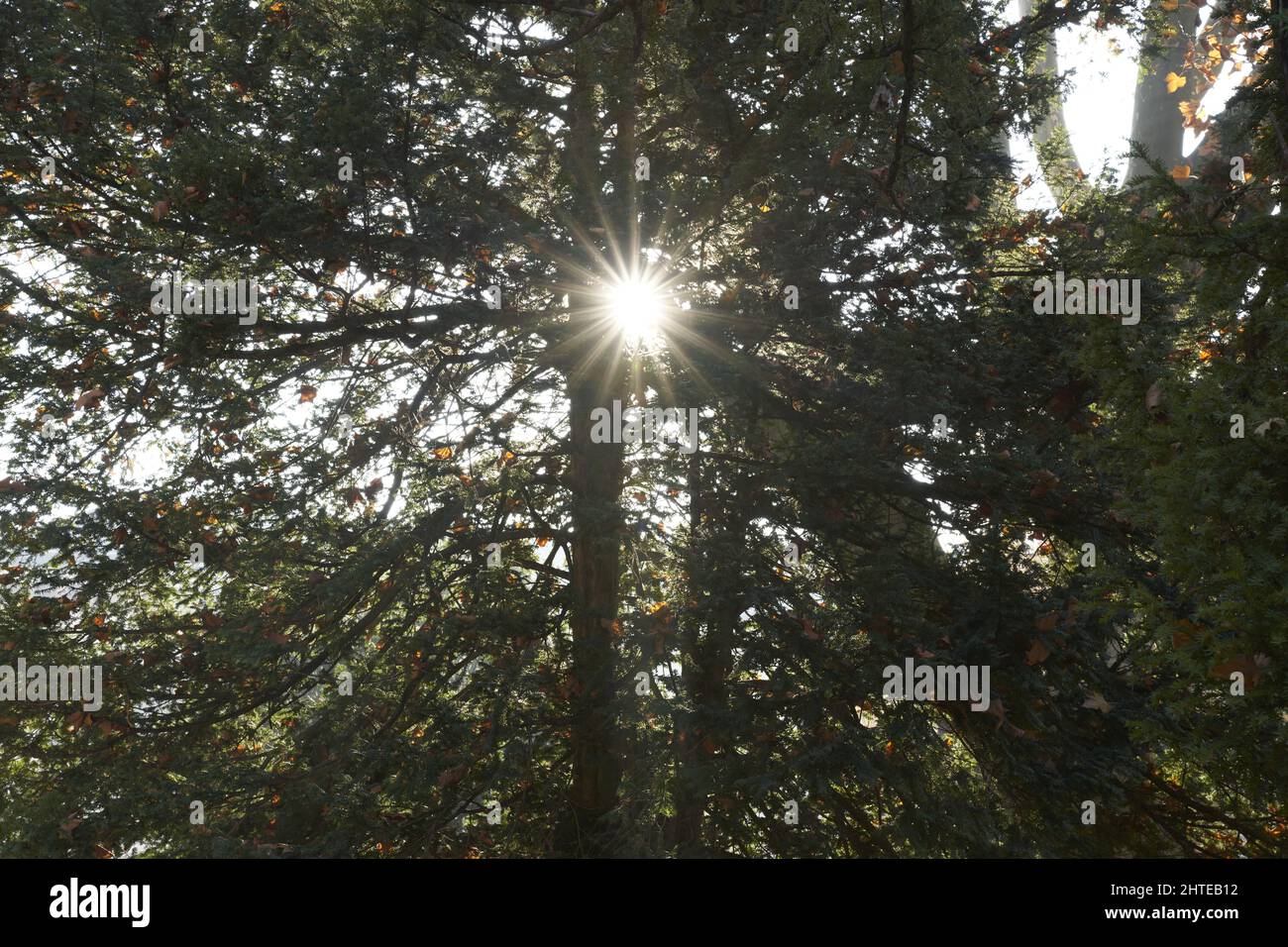 A serene view of the sun shining throgh the branches of trees at dawn Stock Photo