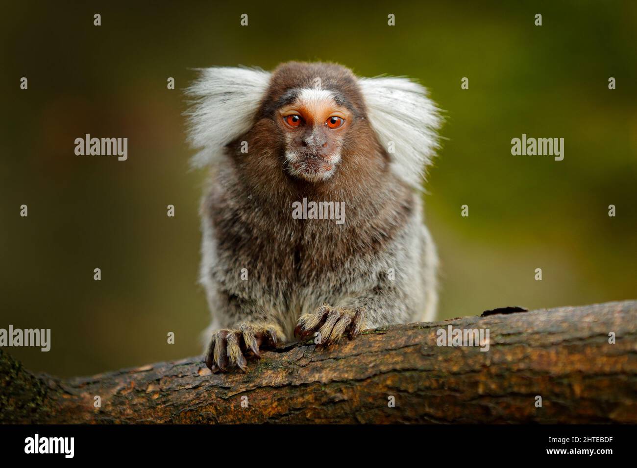 Cotton-top tamarin, Rio Cauca, Colombia. Small mokley hidden in the green tropical forest. Animal from jungle in South America. Stock Photo